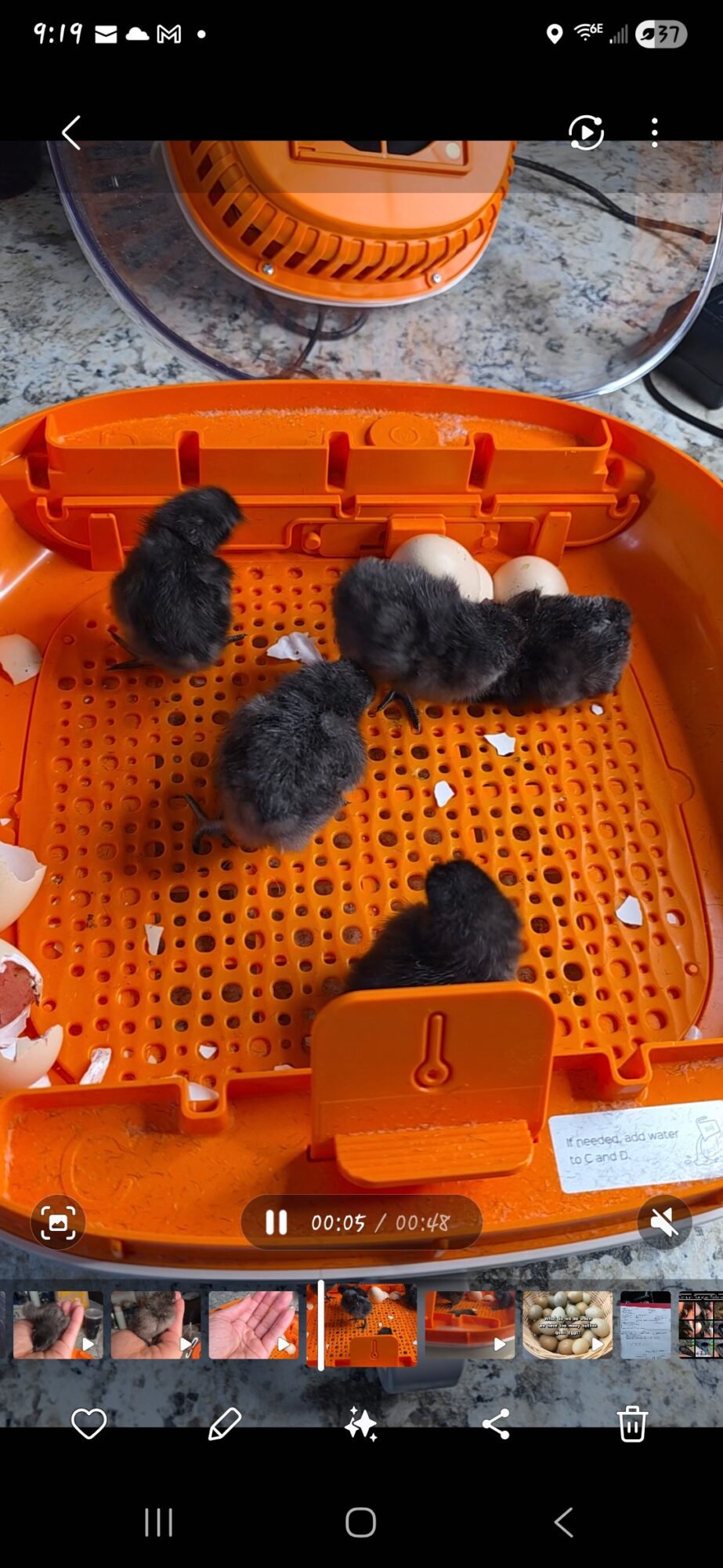 Six small black and gray chicks inside an orange plastic container with a textured surface, on a gray surface.
