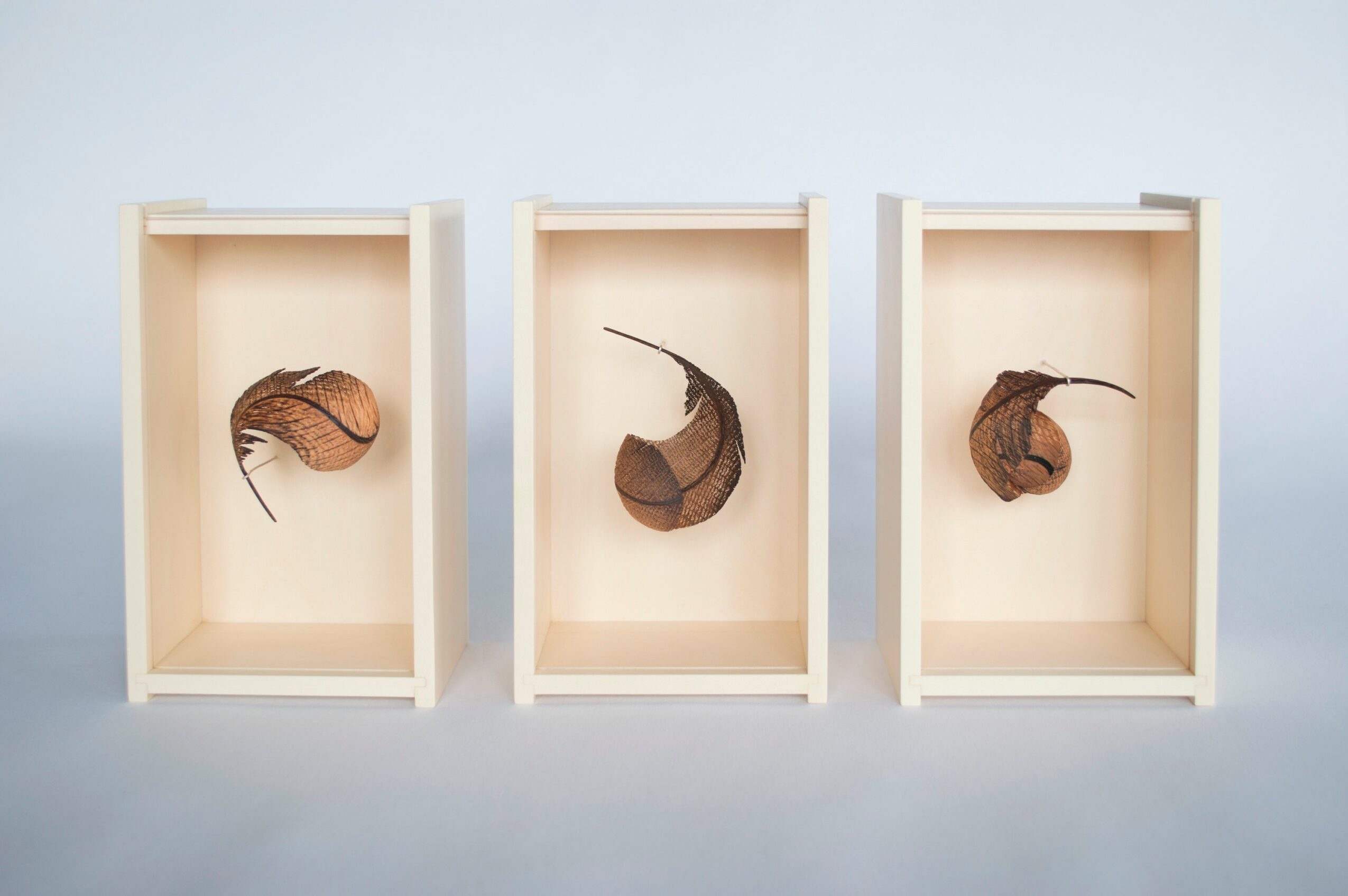 Three empty display boxes with dried seed pods inside, arranged in a row against a light blue background.