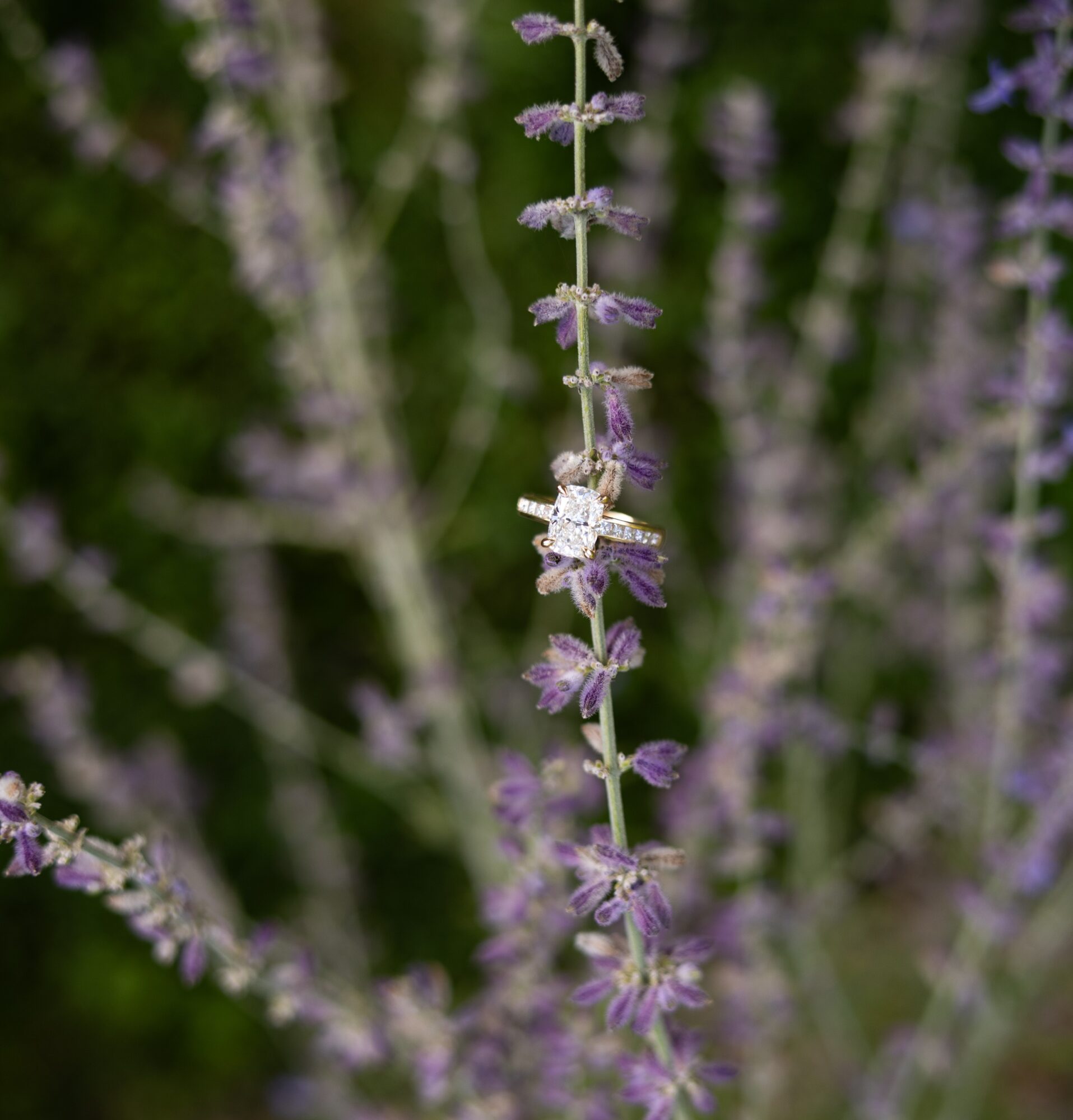 Close-up of a purple flowering plant with a bee on the flower spike, blurred green background