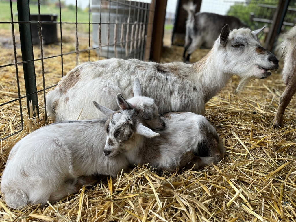 Two goats resting on straw inside a pen, with one lying down and the other sitting, and a third goat in the background.
