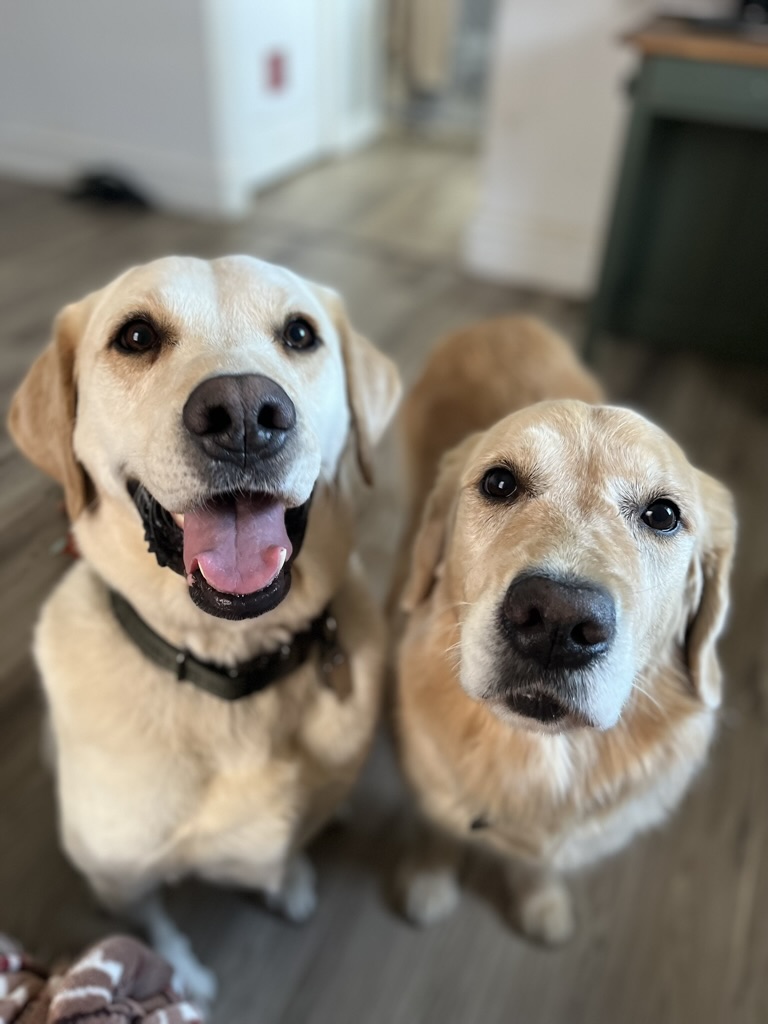 Two dogs sitting indoors, one with a happy expression and the other with a neutral expression, on a wooden floor.