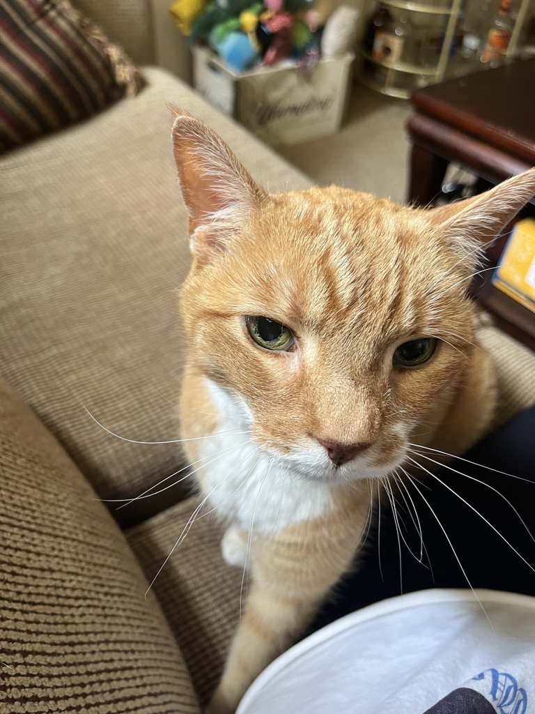 Close-up of an orange and white cat with green eyes sitting on a couch, looking at the camera.