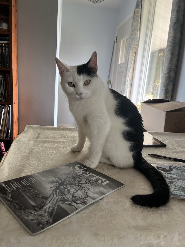 Black and white cat sitting on a table with a book, in a room with a window and curtains