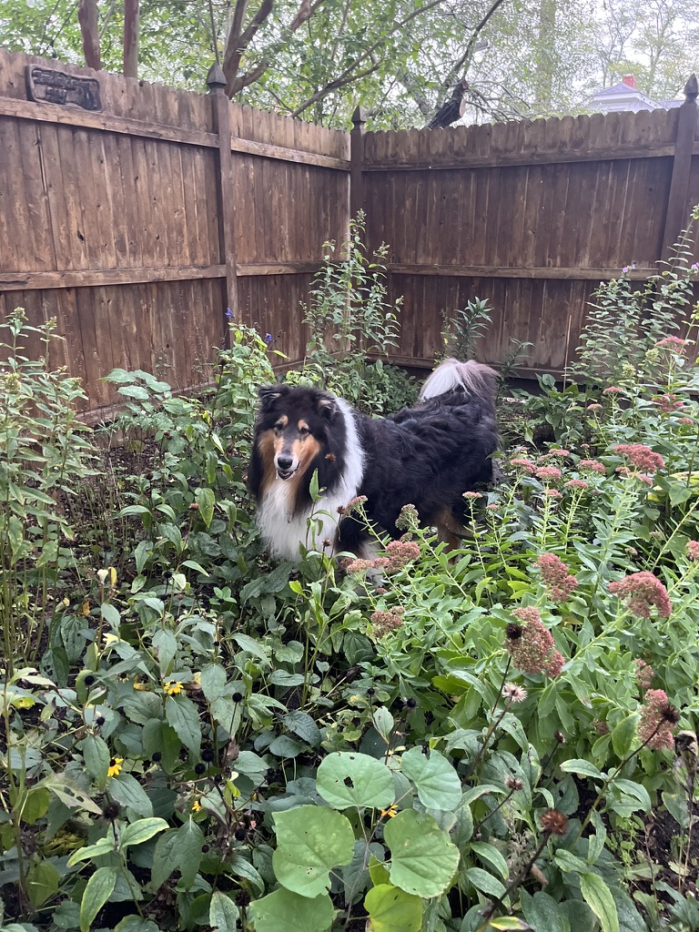 A black and white dog standing in a garden with green plants and pink flowers, wooden fence in background.