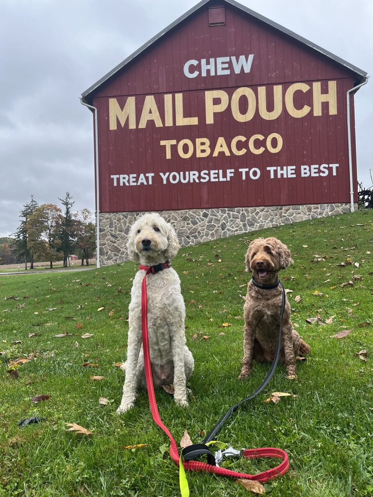 Two dogs sitting on grass in front of a large red building with a sign advertising mail pouch tobacco.