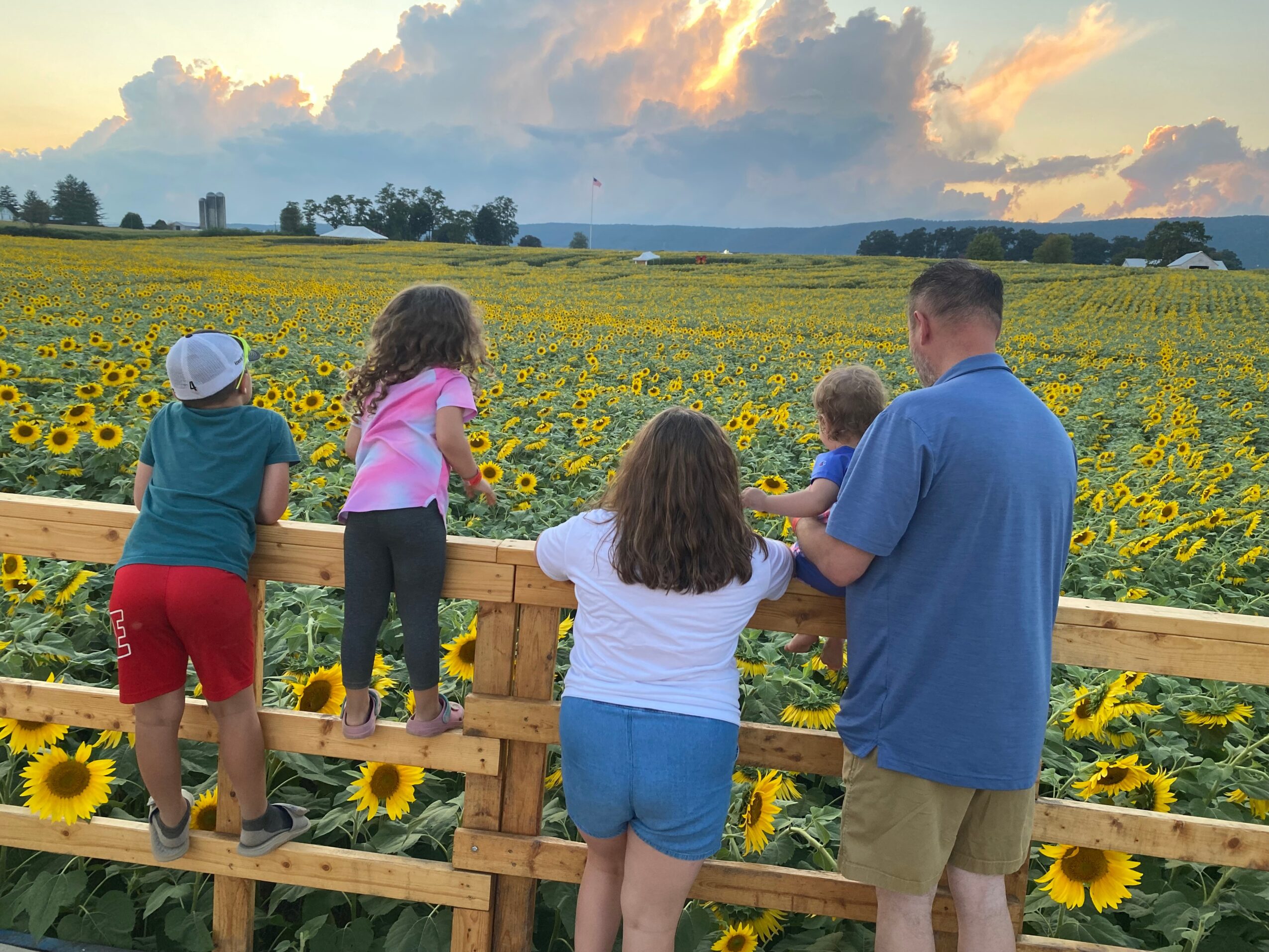Group of children and an adult observing a sunflower field at sunset, some children standing on a wooden platform.