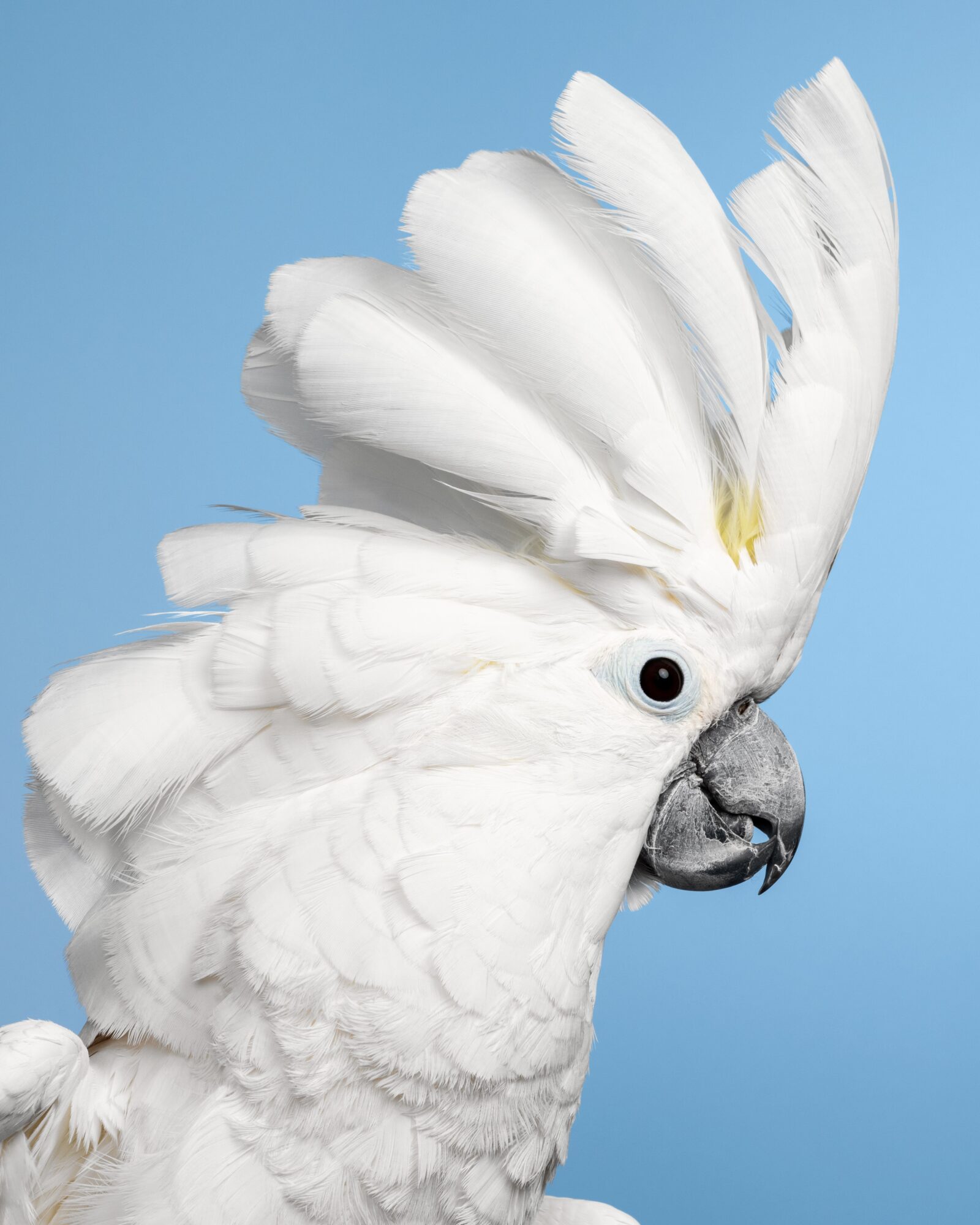 White cockatoo with crest feathers raised, against a blue background.