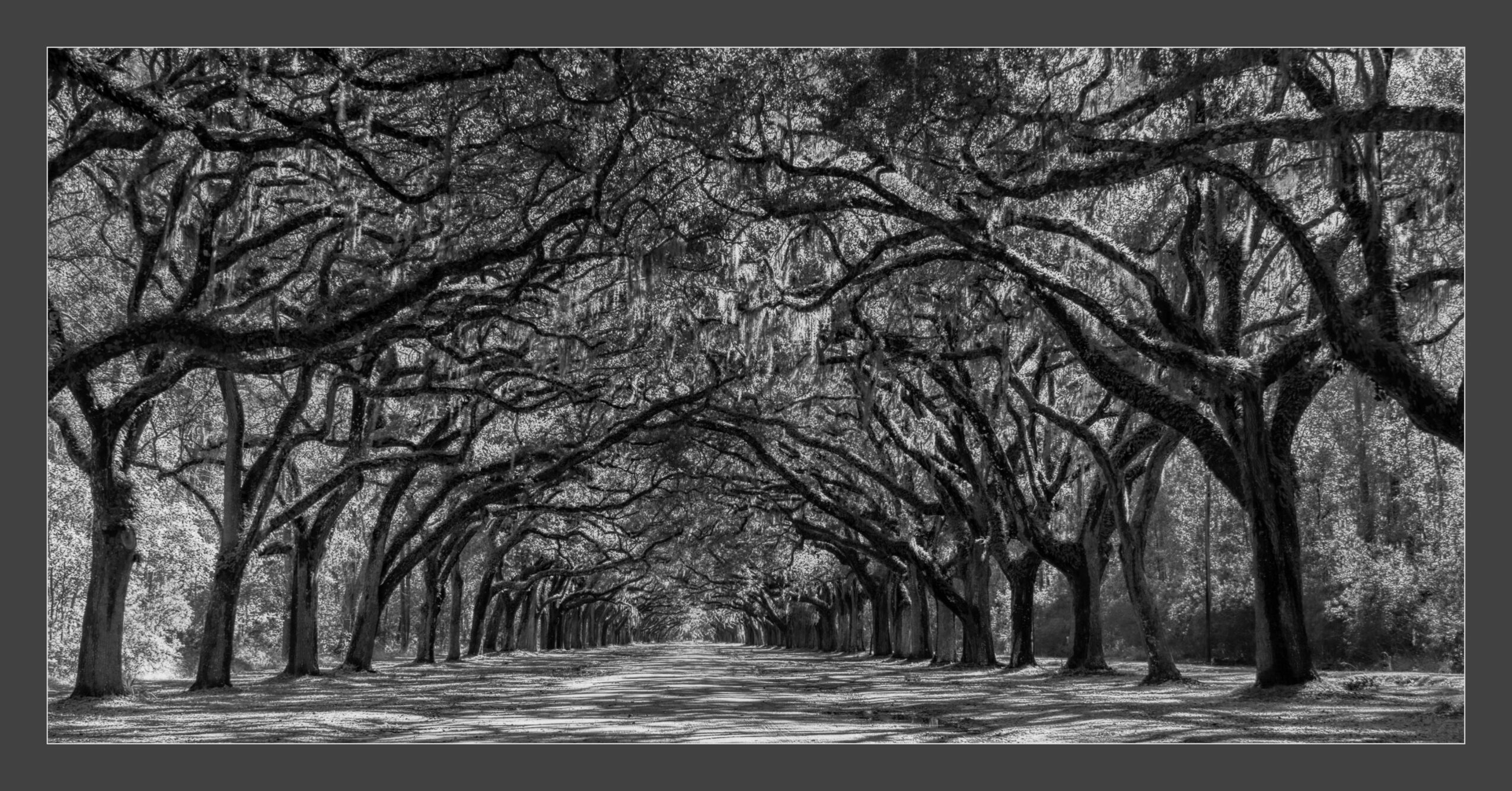 Tree-lined pathway with bare branches arching overhead, creating a tunnel effect in a black-and-white scene.
