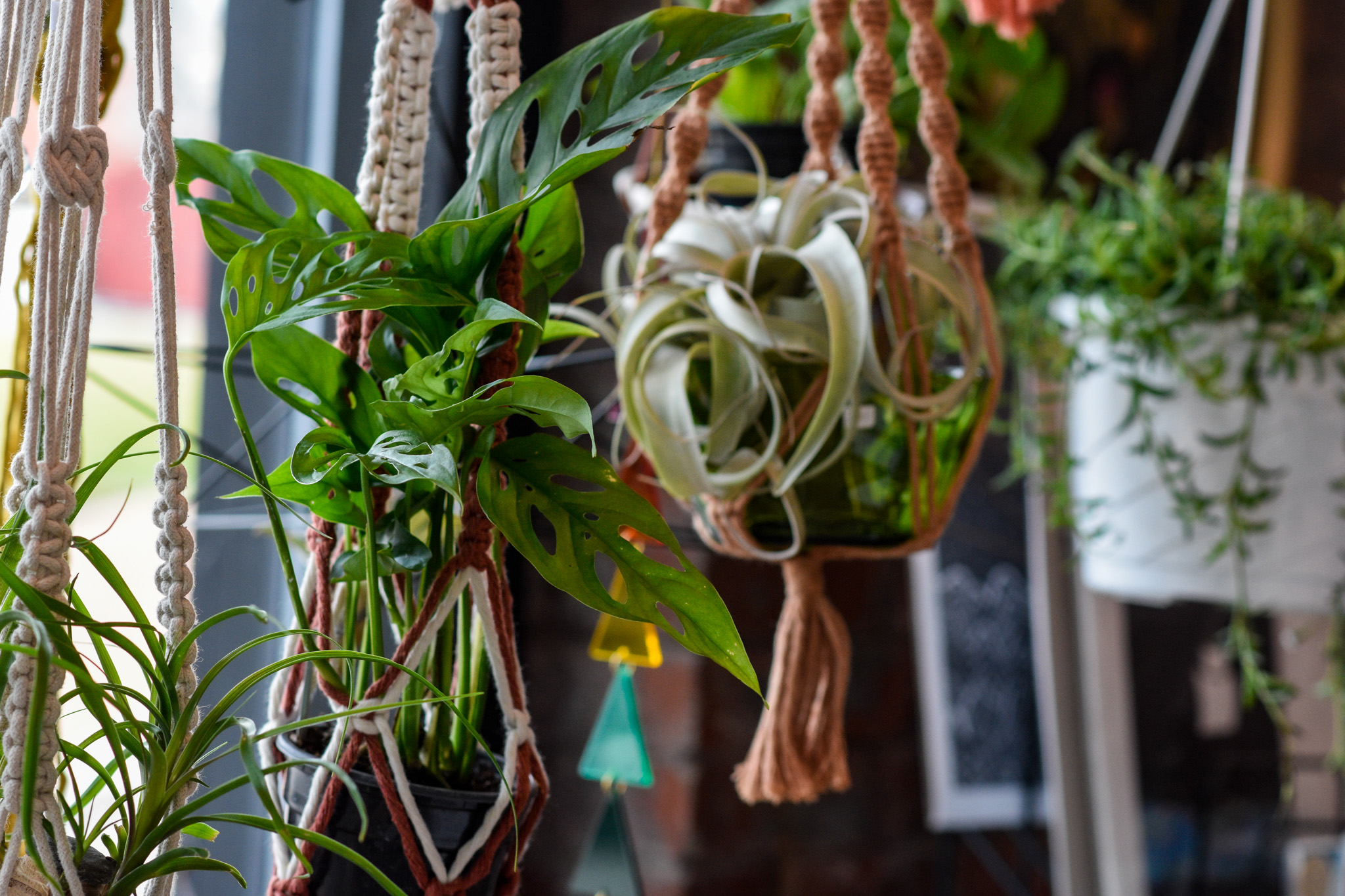 Indoor garden with hanging and potted plants, including a large green leafy plant and air plants, near a window.