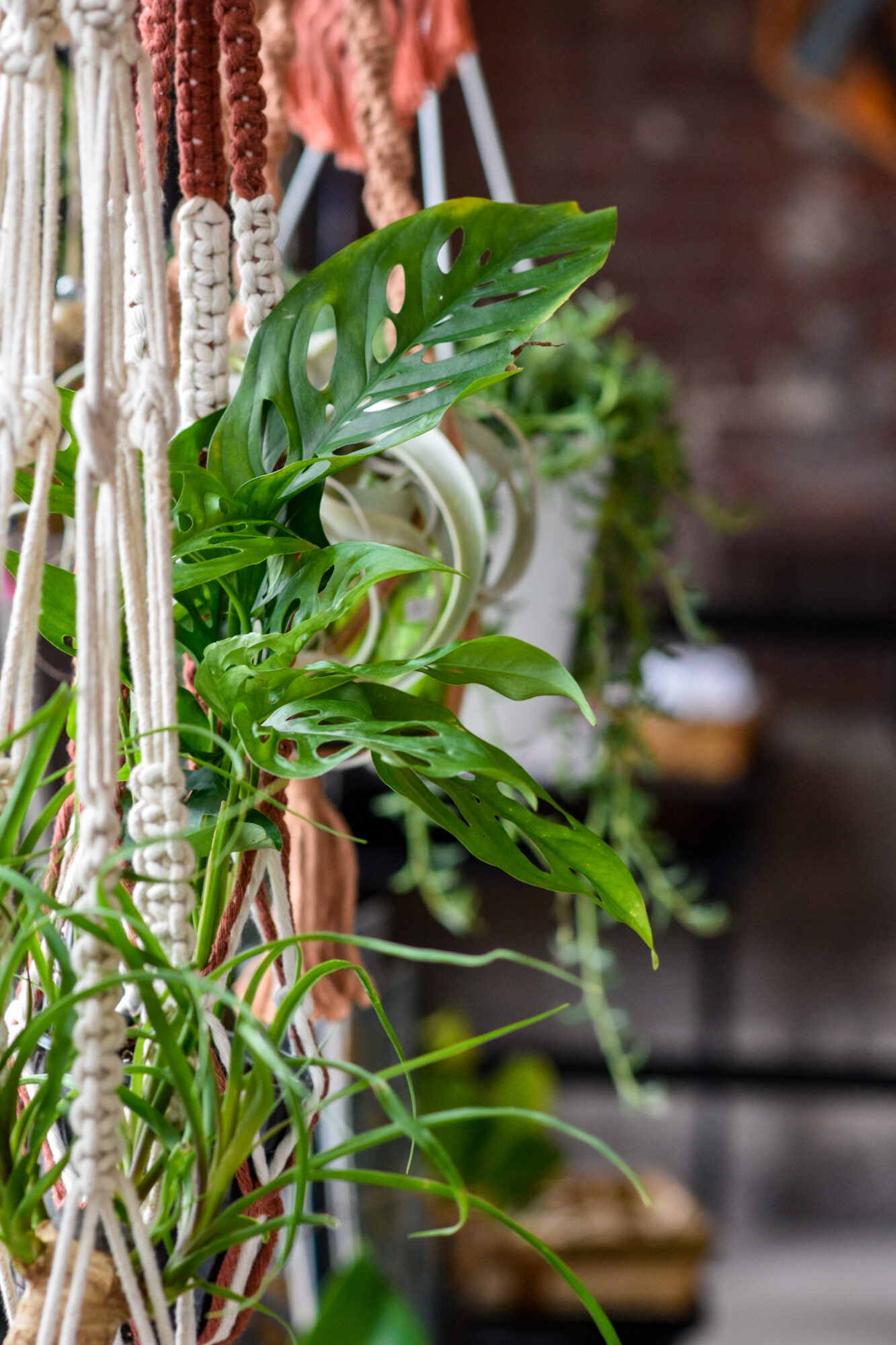 Green plant with large, split leaves hanging among colorful ropes or cords, with a blurred background.