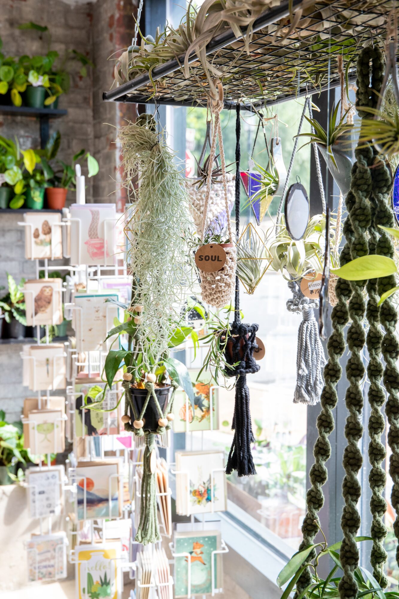 Indoor space with hanging plants, decorative items, and a window with sunlight, viewed from the side.