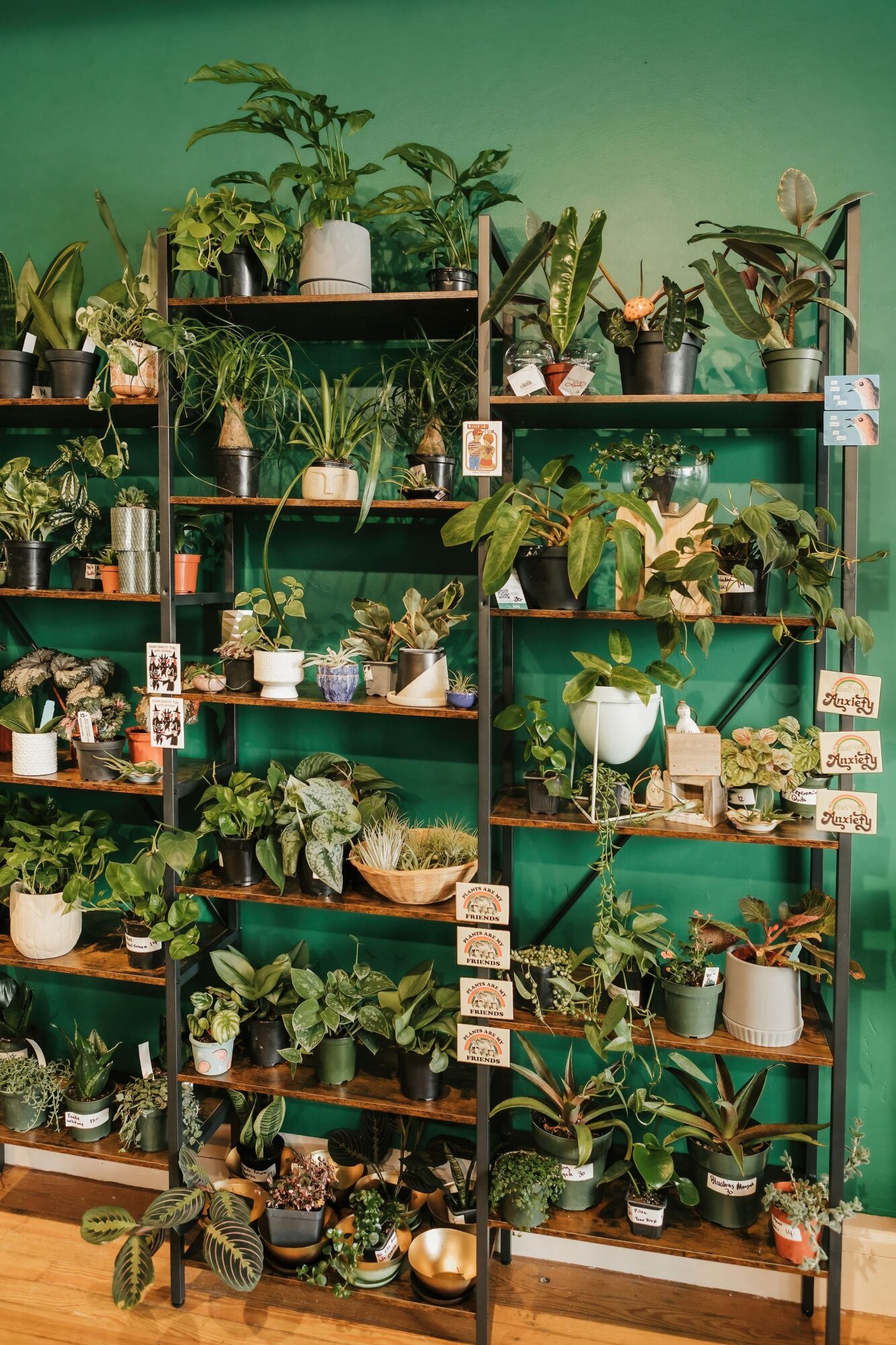 Multiple potted plants on green shelves against a green wall, with labels and decorative items, in a plant shop or nursery.