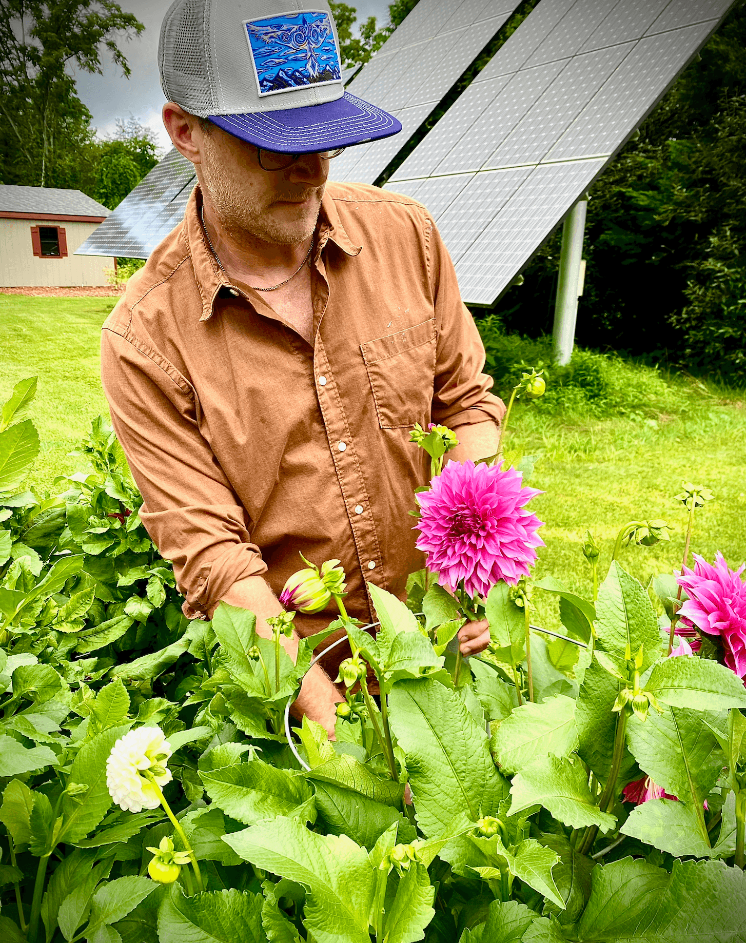 Person with a cap tending to pink and white flowers in a garden, solar panels and a house in background.