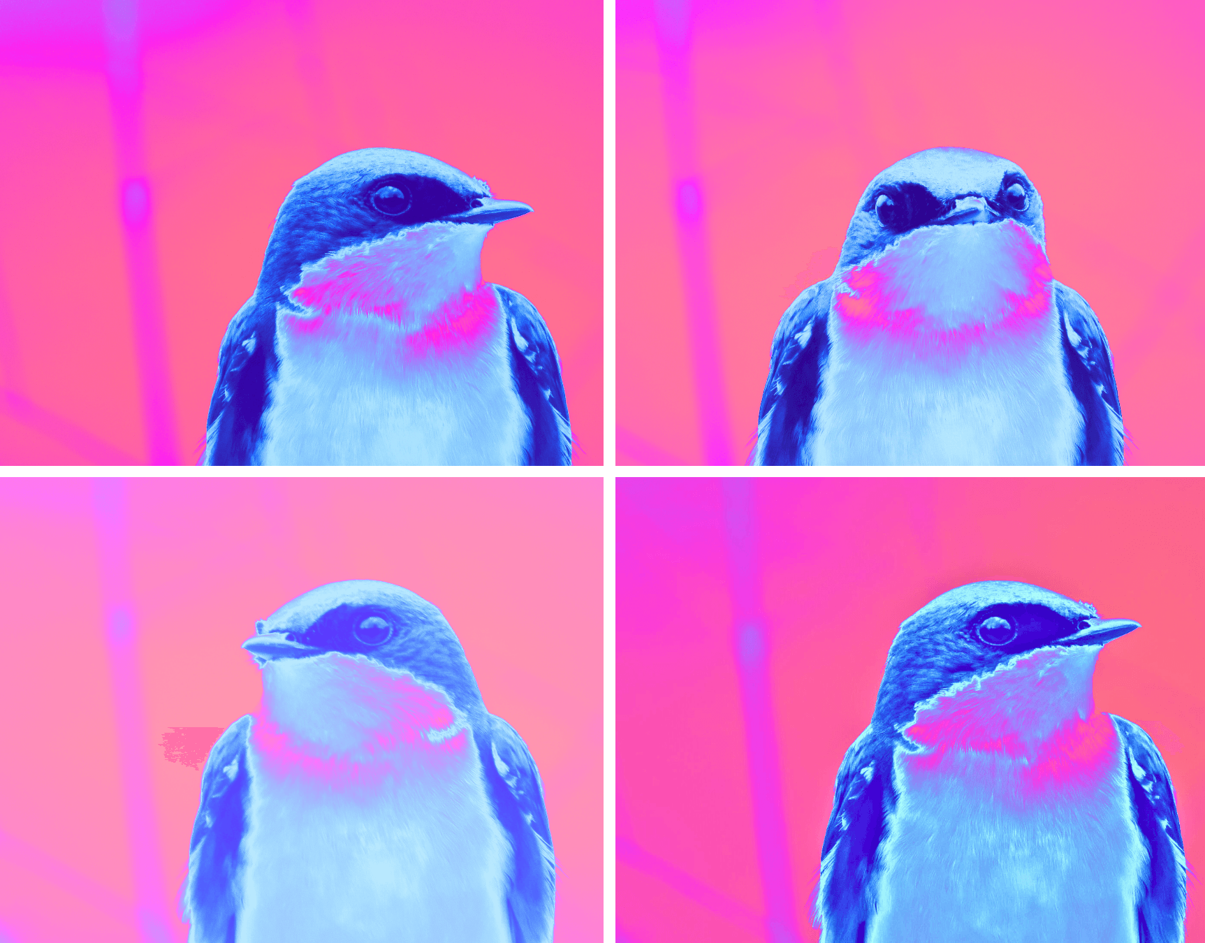 Four bird images with pink and purple background, each showing a bird facing different directions.