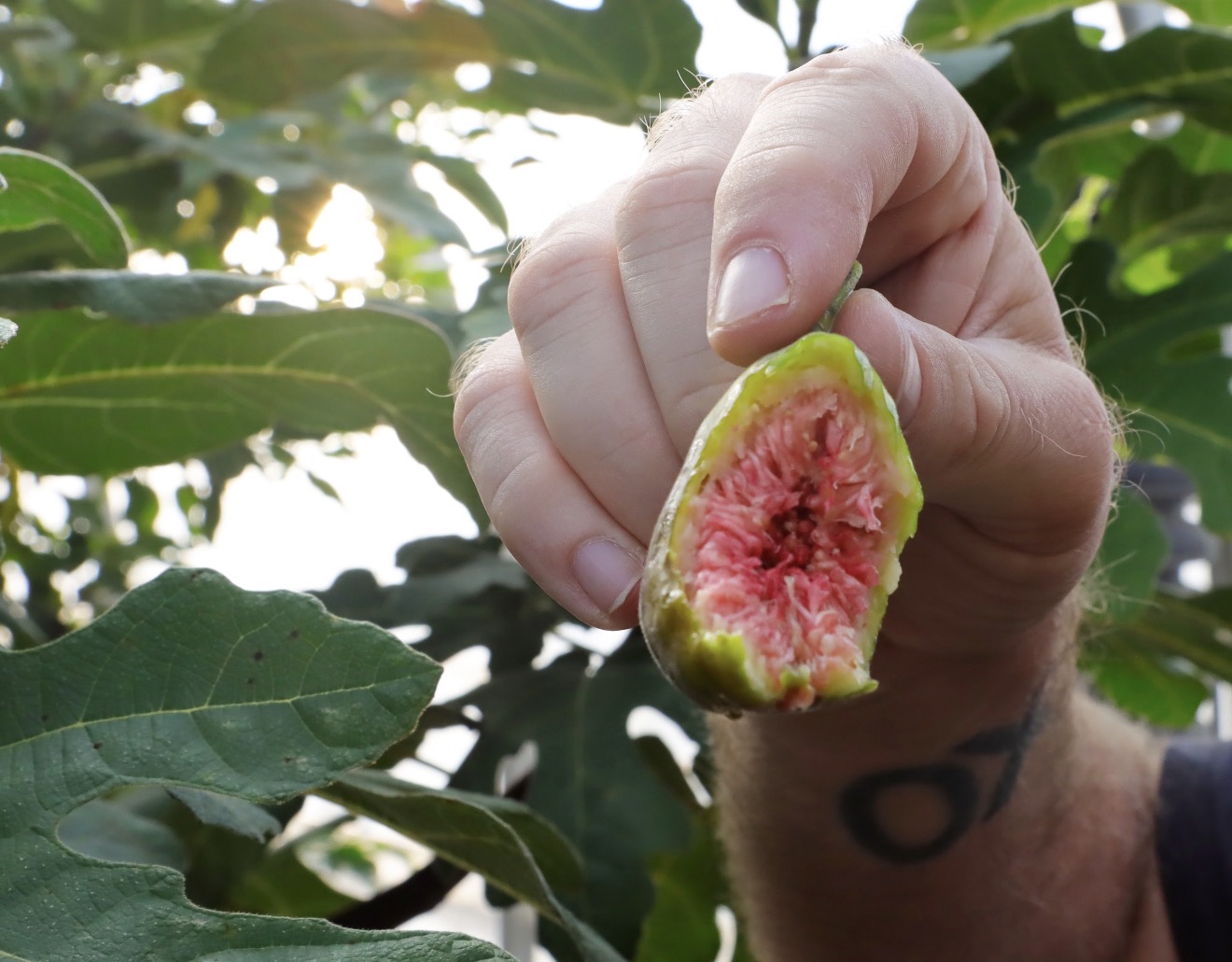 Person holding a cut fig with pink interior and green exterior among green leaves
