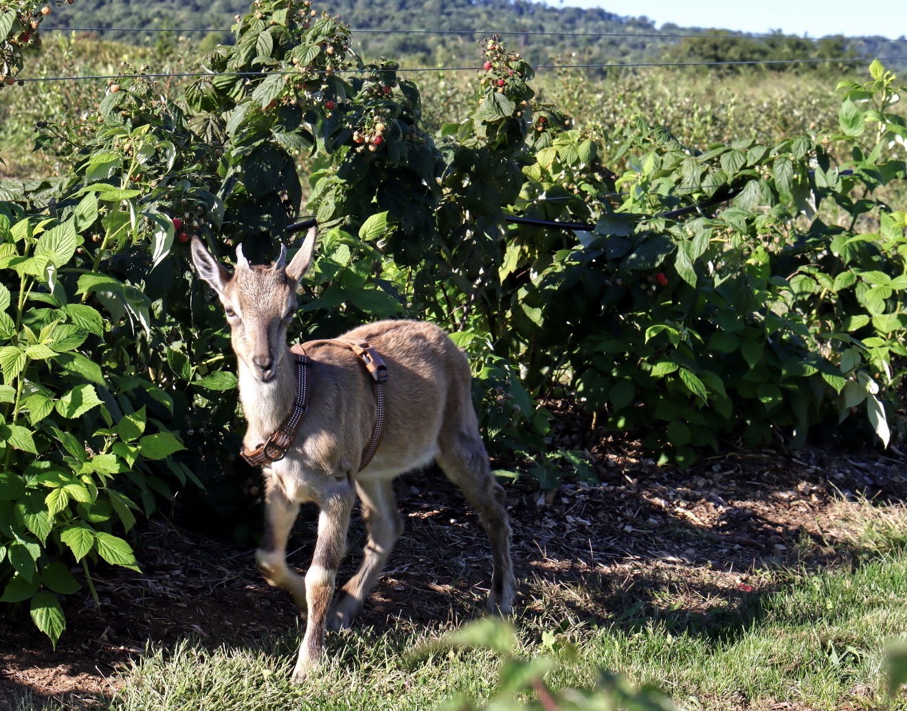 Young donkey standing on grass in front of lush green bushes and plants, with a distant landscape in the background.