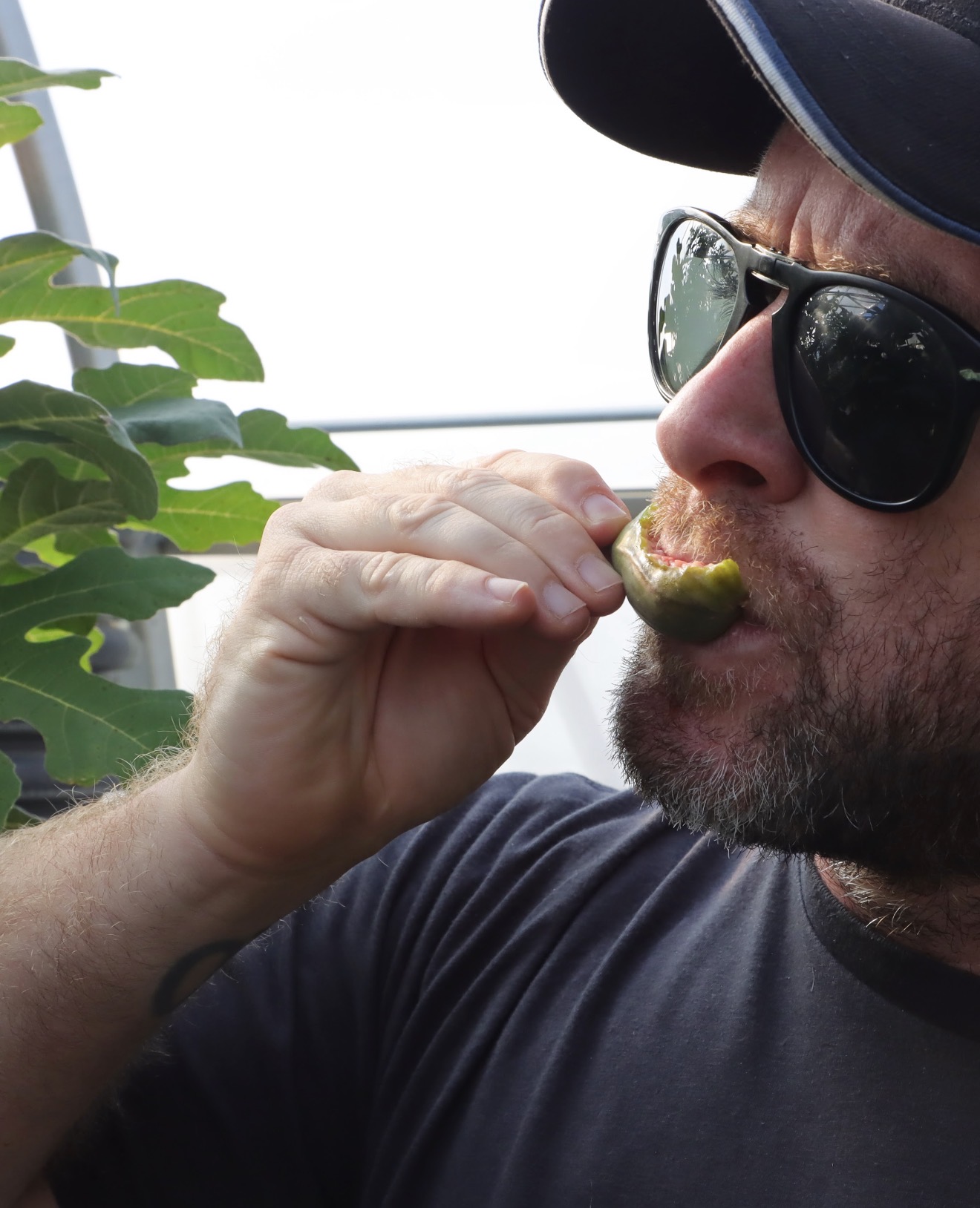 Man wearing sunglasses and a cap eating a pickle outdoors, with green plants nearby.