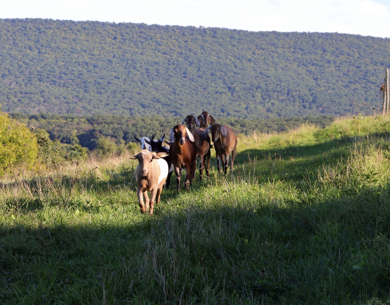 Group of horses walking on grassy field with hills in background, under a partly cloudy sky.