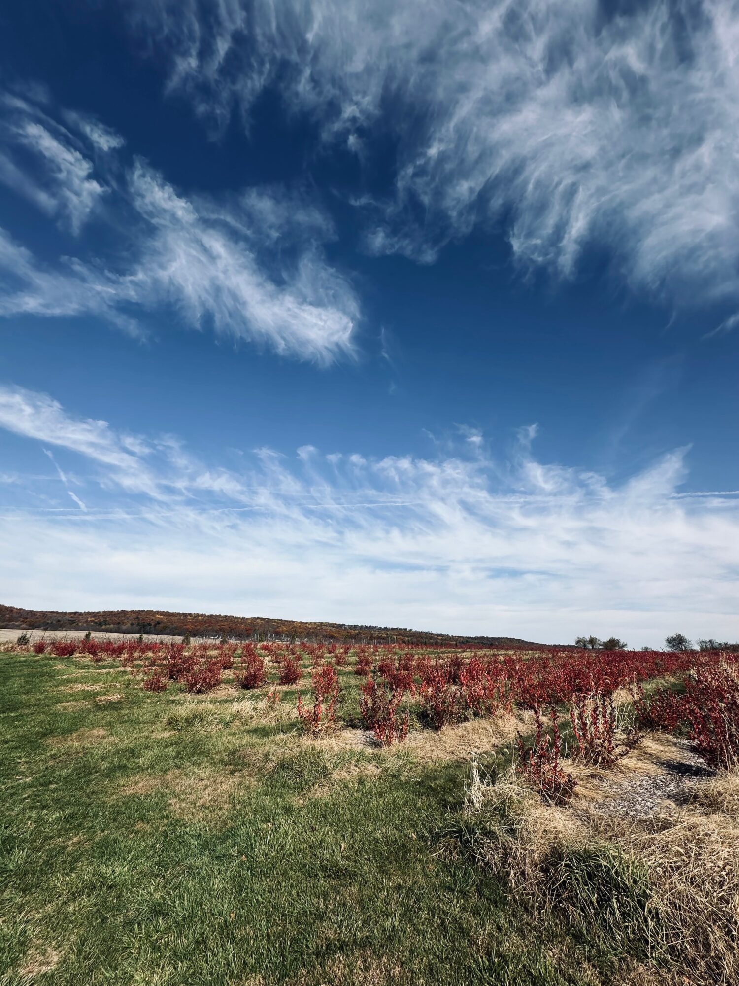 Open field with grass and shrubs under a blue sky with wispy clouds.