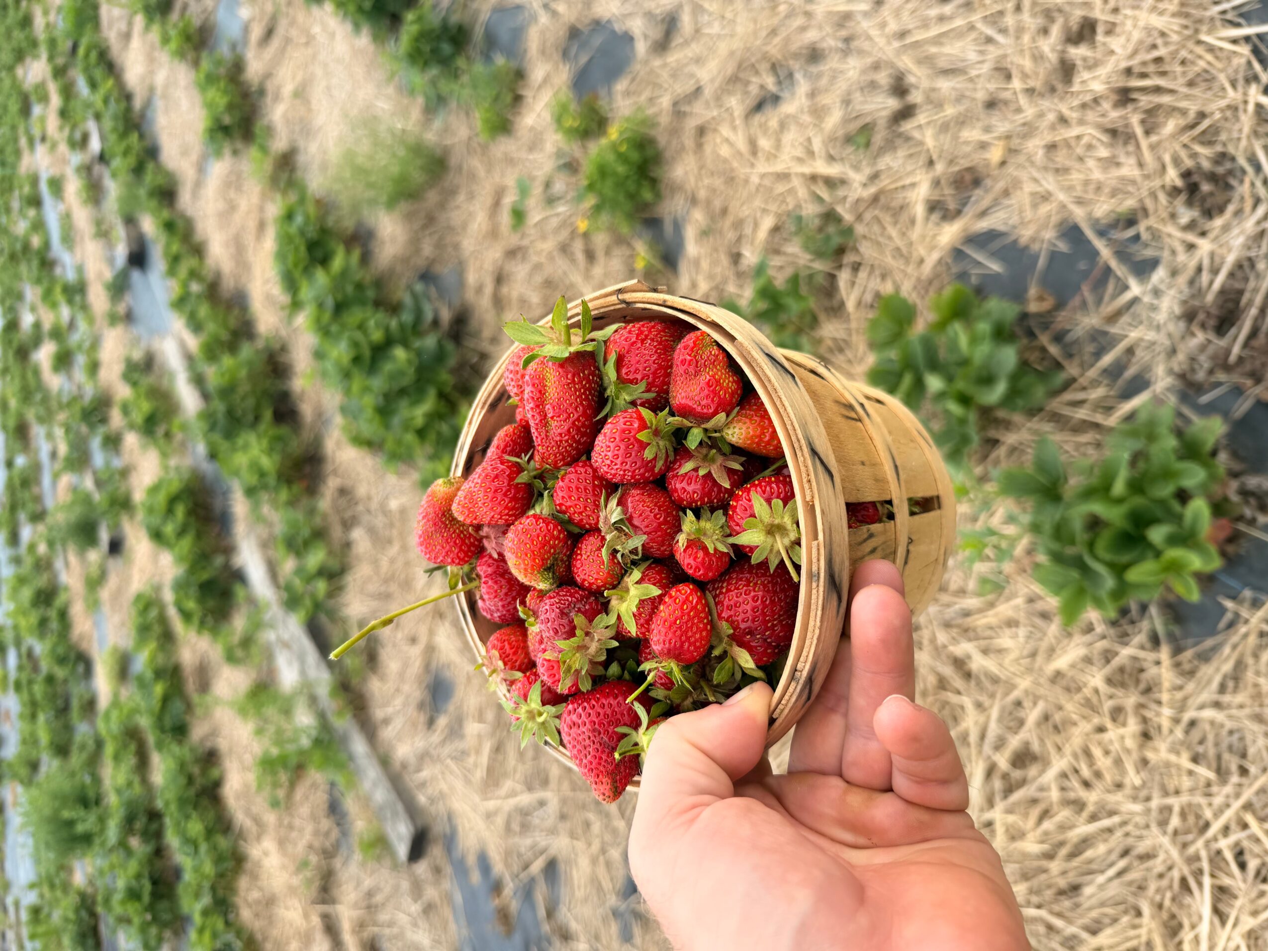 Person holding a basket of freshly picked strawberries in a garden with plants and soil visible.